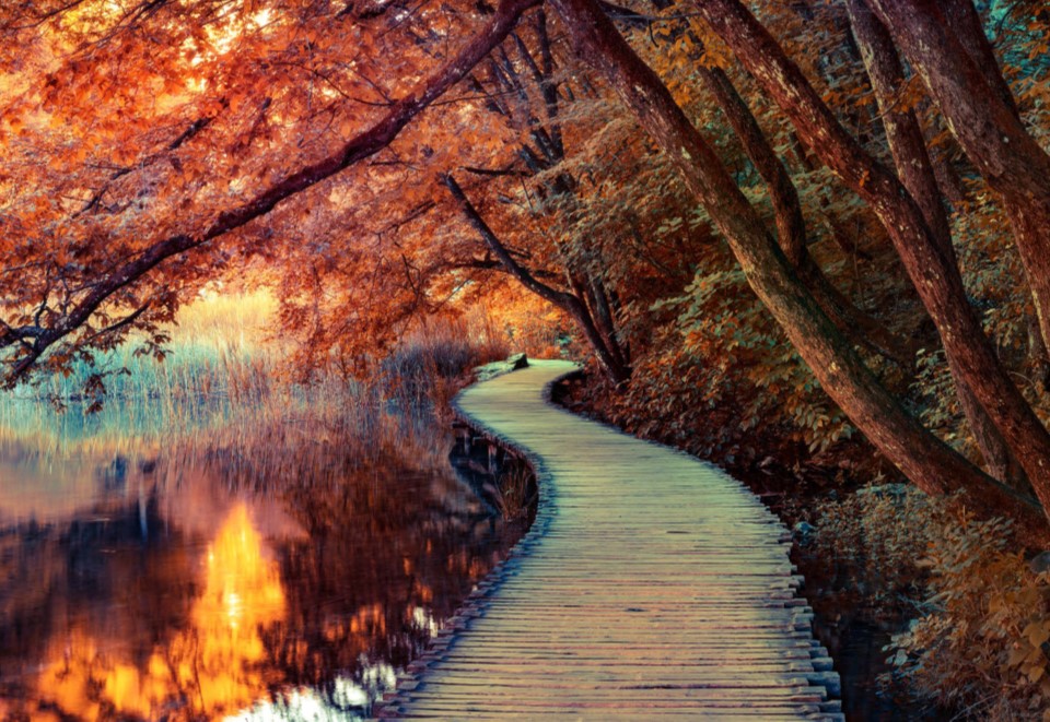 A winding forest trail