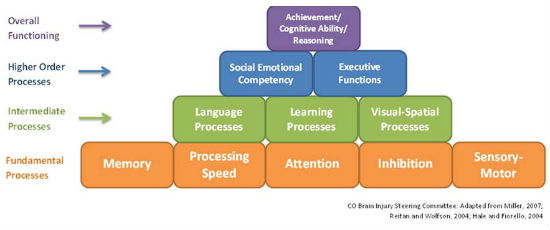 Building Blocks of Brain Development