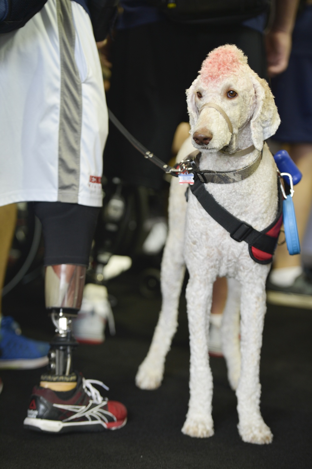 United States Navy Wounded Warrior standing with Service Dog