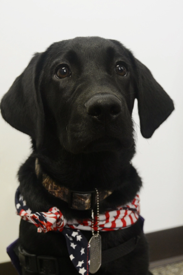 Service Dog