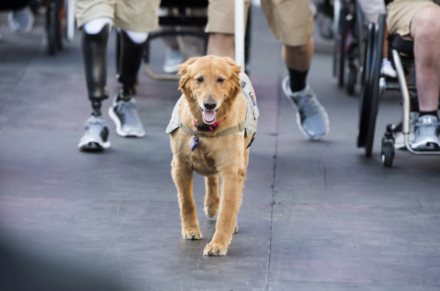 A service dog named Moxie leads the parade for athletes into Soldier Field for the opening ceremonies of the 2017 Dept. of Defense Warrior Games at the United Center in Chicago July 1, 2017. (DoD photo by EJ Hersom)