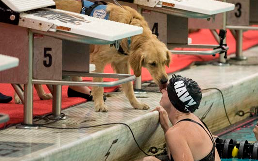 A service dog named working with Navy Wounded Warrior during Dept. of Defense Warrior Games.